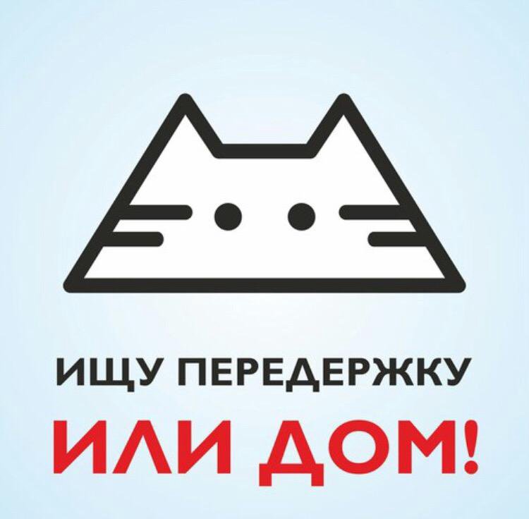 Картинки котенку нужен дом или передержка