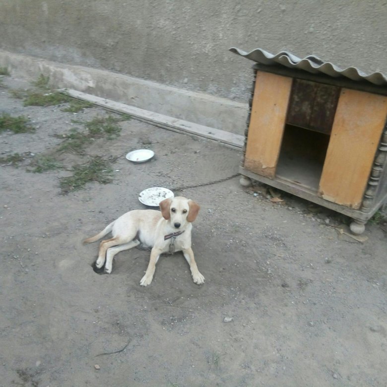 авито прохладный животные