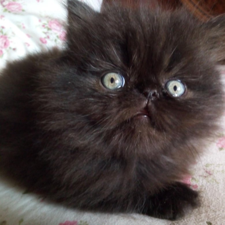Шоколадная персидская кошка. Персидские шоколадные котята. Шоколадный персидский кот. Персидский котенок шоколадного цвета.