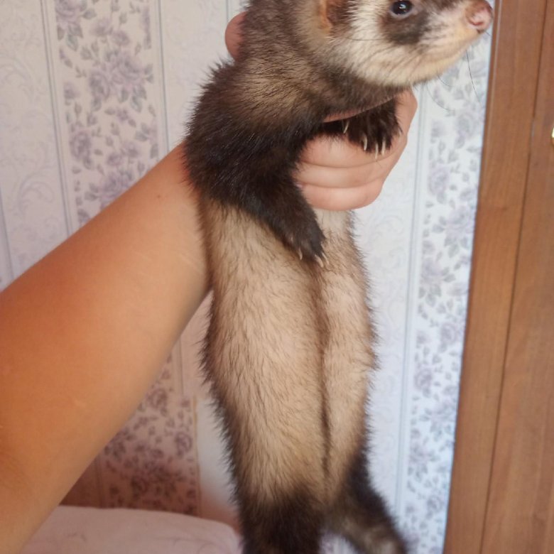 щенки хорька. хорьки на авито спб. хорек серый. хорьки на авито спб. хорек фретка соболиный окрас.