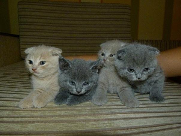 Скуфолд это. Котенка концерт.