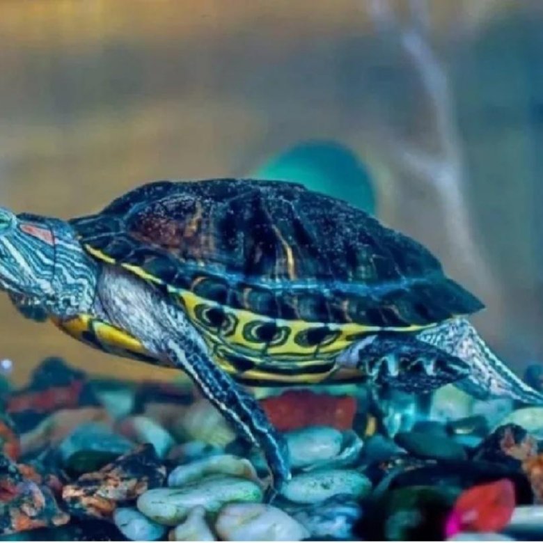 Водяная домашняя черепаха. Черепаха водная красноухая. Морская черепаха красноухая. Морская черепашка красноухая. Красноухие Черепашки.