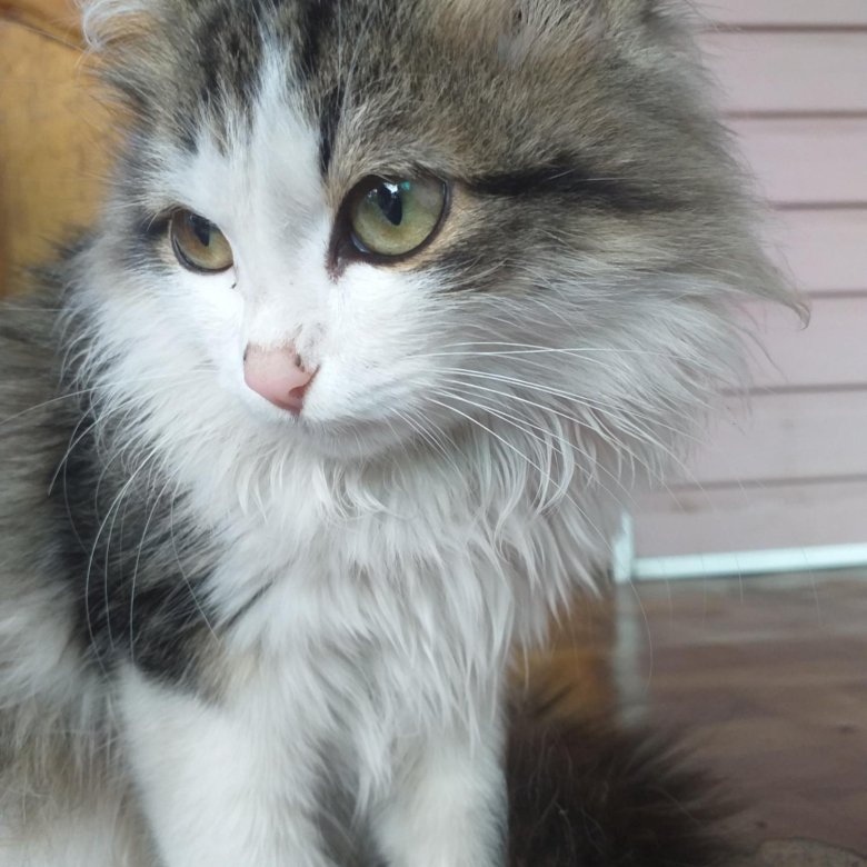 Кошка Дворняжка Фото