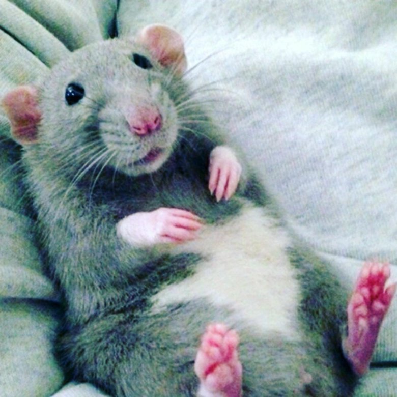 крысы нижний новгород. Yellow-tailed rat. крыса 2019. белая крыса. крыса 2019.