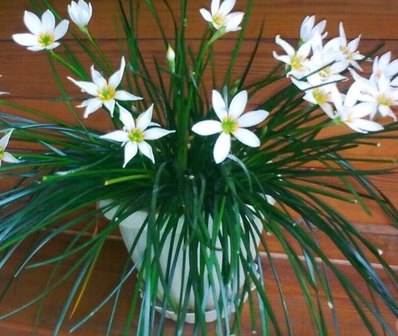 Комнатное растение лук. Зефирантес белый. Зефирантес белоснежный. Зефирантес выскочка. Цветок зефирантес белый.