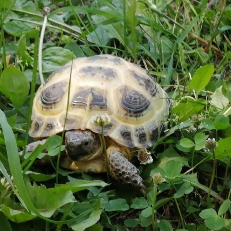 Таиландские черепахи. Можно продавать черепах. Можно продавать черепах. Среднеазиатская сухопутная черепаха. Продаётся черепашка.