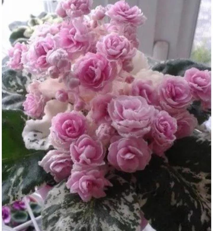 Фиалка домик у моря фото Фиалка сорт Rose Bouquet - купить в Твери, цена 150 руб., продано 17 сентября 20