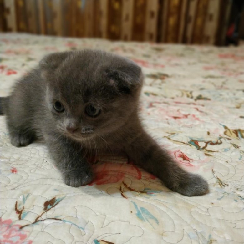 Авито Балаково Купить Котенка С Фото