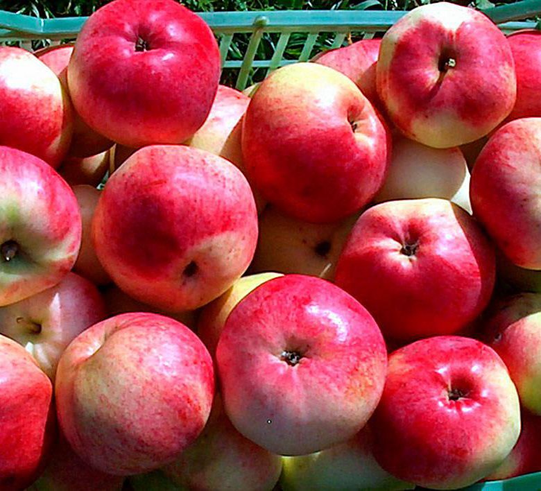 яблоки сладкие сорта