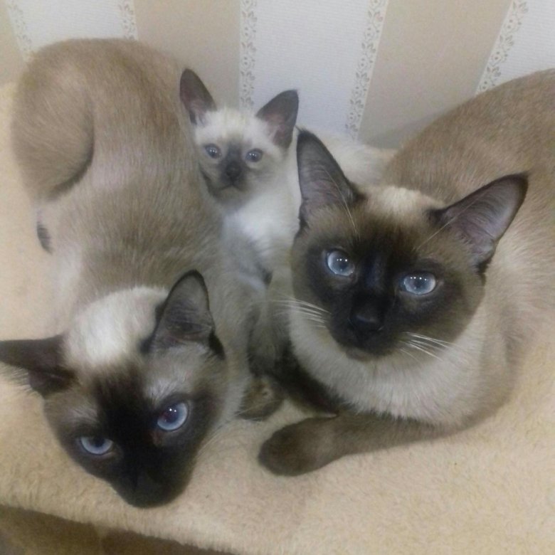 Сколько стоит сиамская кошка