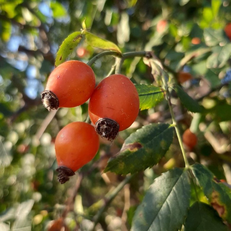 Сборные дома в Новороссийске цена Сборные дома в Новороссийске цена