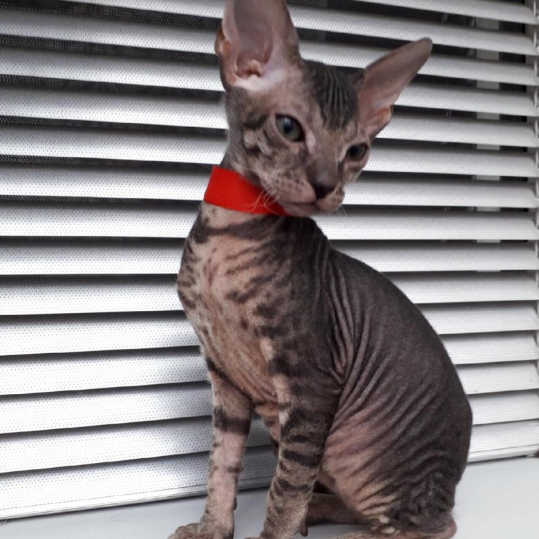 Сфинкс объявления. Авито смоленск сфинкс. Сфинкс объявления. Кот сфинкс авито. Сфинкс объявления.