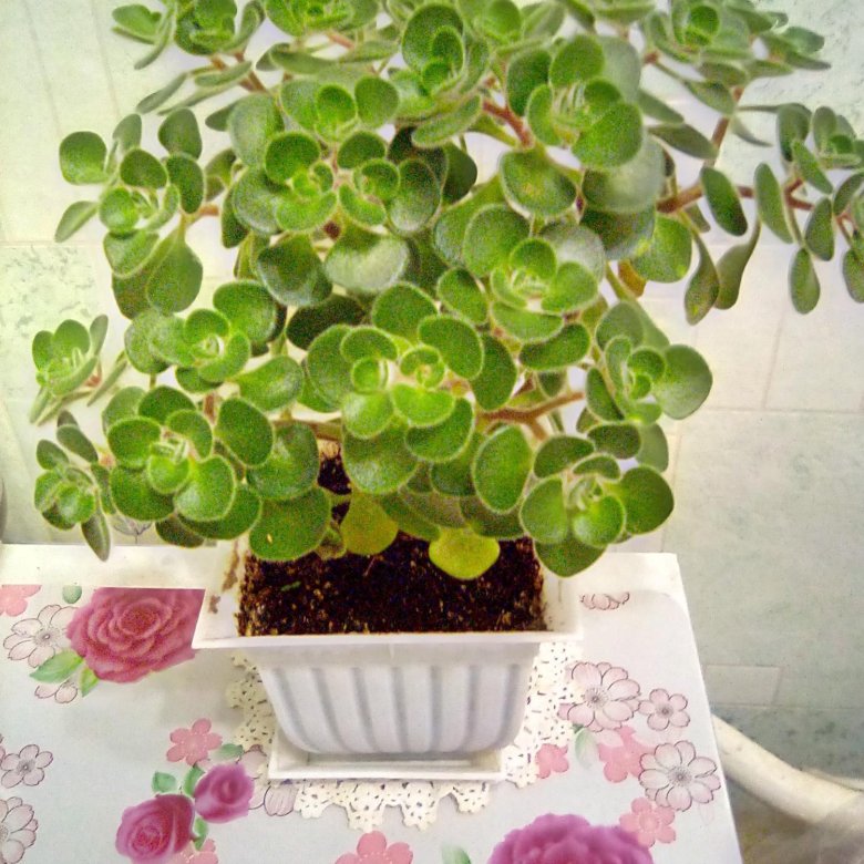 Аихризон Цветок Комнатный Фото Как Выглядит – Telegraph