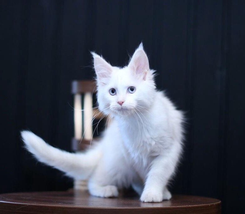 Котенок мейн кун белый фото