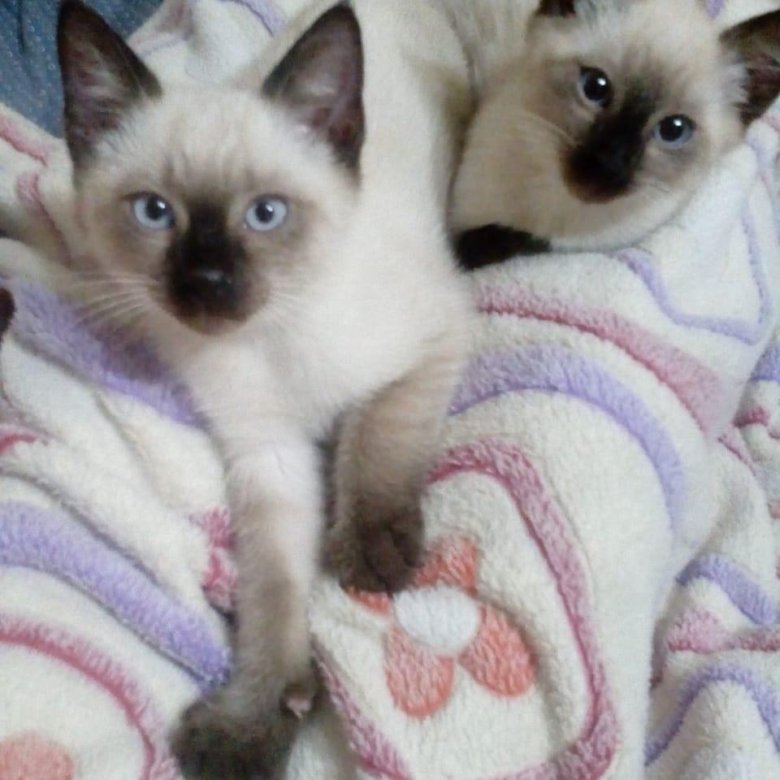 Сиамский котенок 5 месяцев. Сиамский кот 2 месяца. Котёнок сиамский тайский 1 месяц. Сиамские котята в месяц. Сиамская кошка котенок 1 месяц.