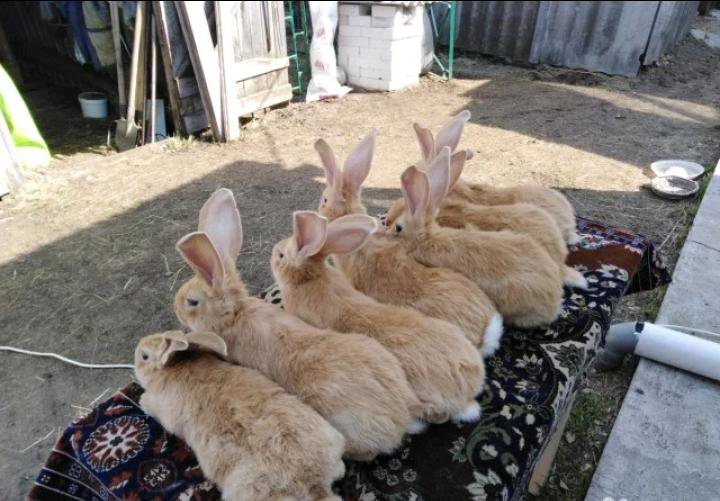 авито шацк животные. авито шацк животные. печины шацкий район. авито шацк животные. авито шацк животные.