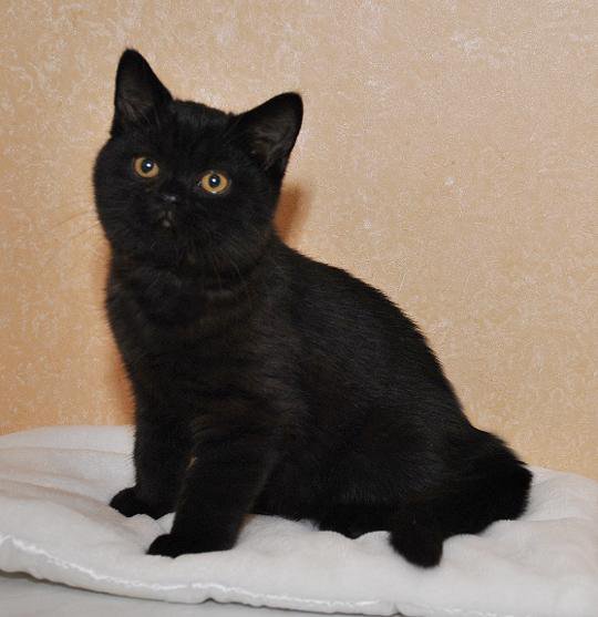 Шотландский черный кот