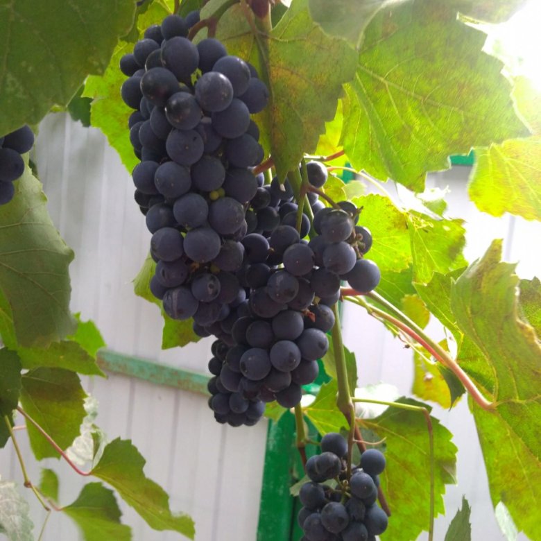 Куплю вино виноградную. Винный виноград Прогресс. Винный виноград Селиан. Fox grape вино. Национальный дом узбекский цвет изумрудный виноград винный.