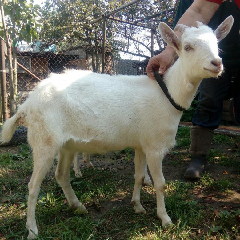 козы в свердловской области. козы воронежская область. домашние животные воронежской области. зааненская козочка. шир камерунские козы.