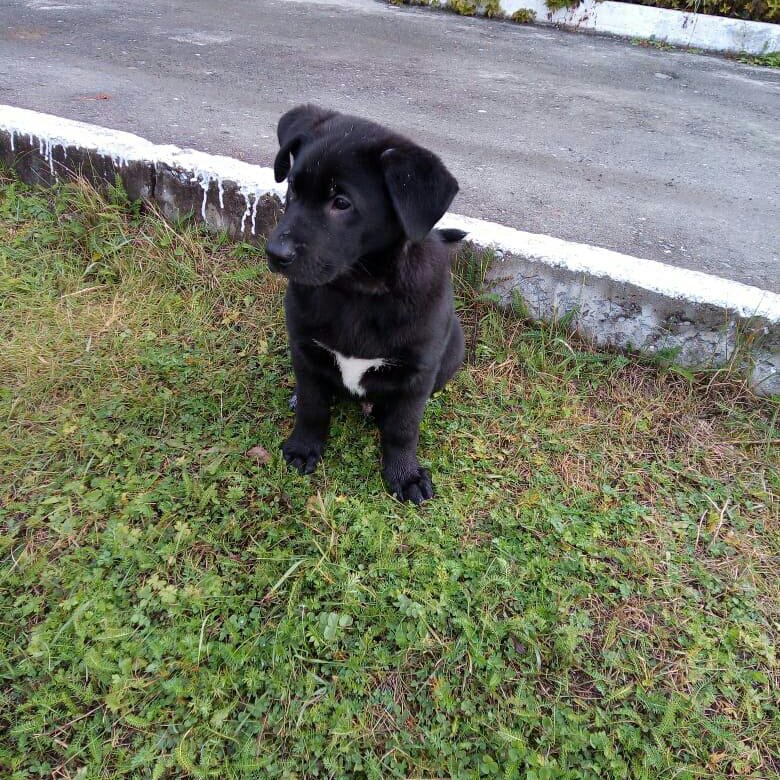 Как выглядит щенок лабрадора фото. Чистокровный лабрадор. Лабрадор 0. Щенок лабрадора в добрые руки. Лабрадор черный и палевый.