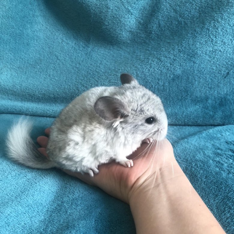 маленькая шиншилла 1 месяц. шиншилла 1. хорек шиншилла кролик. шиншилла малыш фото. шиншилла 1.