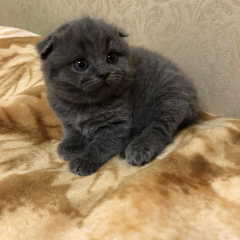 Авито Кошки Фото