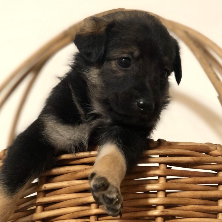 Взять щенка крупной. Взять щенка крупной. Щенки в добрые руки. Взять щенка крупной. Щенки кавказца в хорошие руки.