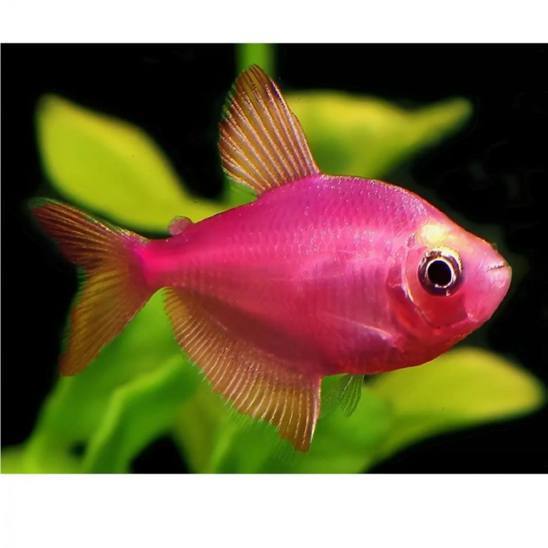 Розовые рыбки аквариумные. Тернеция глофиш. Рыбки Тернеция гло. Тернеция глофиш розовая. Тернеция розовая рыбка.