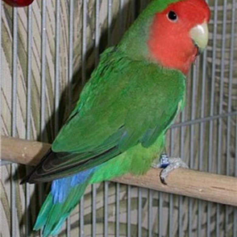 Объявление о пропаже попугая. Объявление о продаже попугая. Реклама с попугаями. Объявление про попугая. Объявление о продаже попугая.