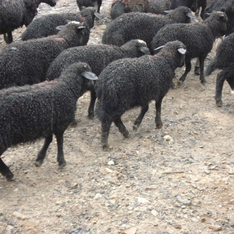 Овцы на продажу. Грузинская порода овец. Овцеводство по погарски. Продам овец. Сампурский район.