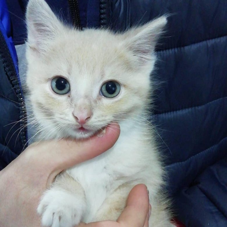 Авито сургут животное в добрые руки. Возьму котенка сургут. Найти в сургуте котёнка. Возьму котенка сургут. Возьму котенка сургут.