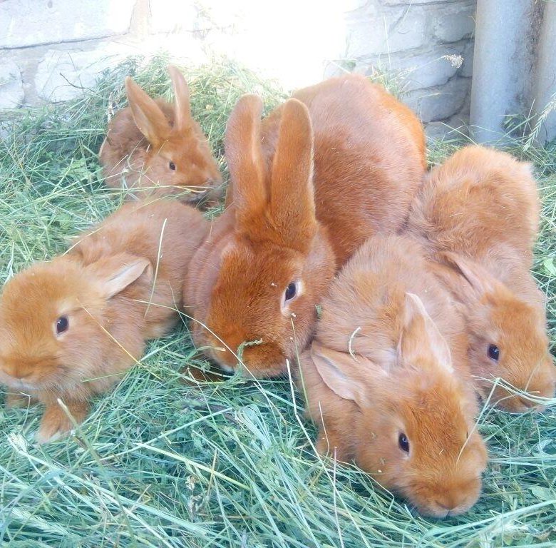 В питомнике живет несколько кроликов разного цвета