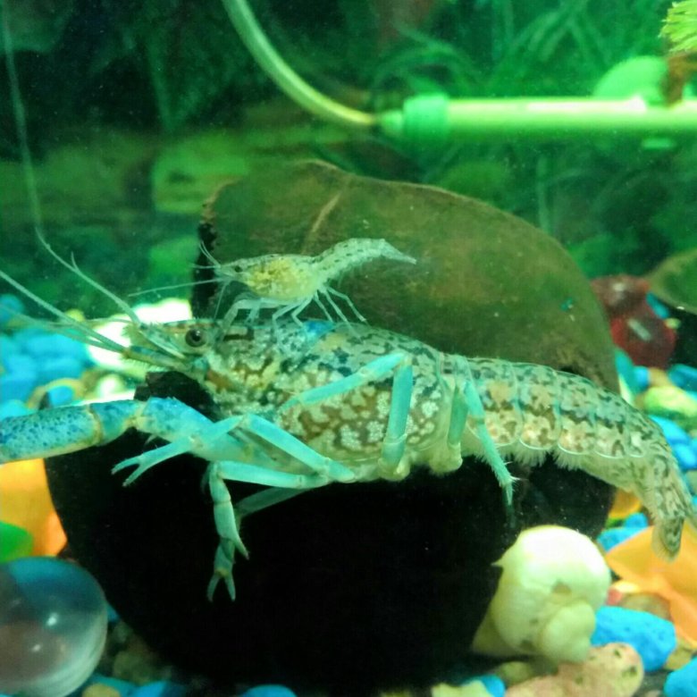 Рак аквариумный купить. Аквариум с ракообразными домашний. Синяя креветка в аквариуме. Аквариумные креветки с черепахами в одном аквариуме фото.