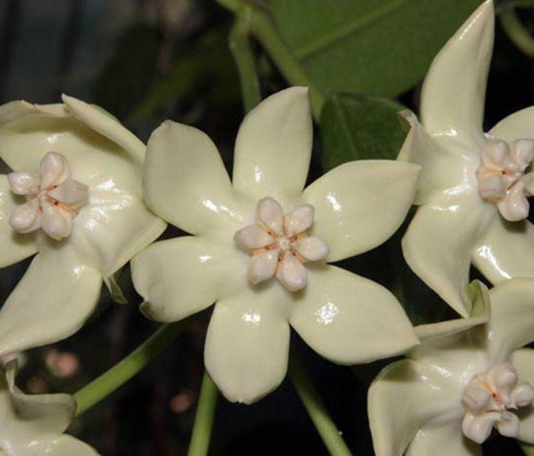 Hoya Imperialis Bloom