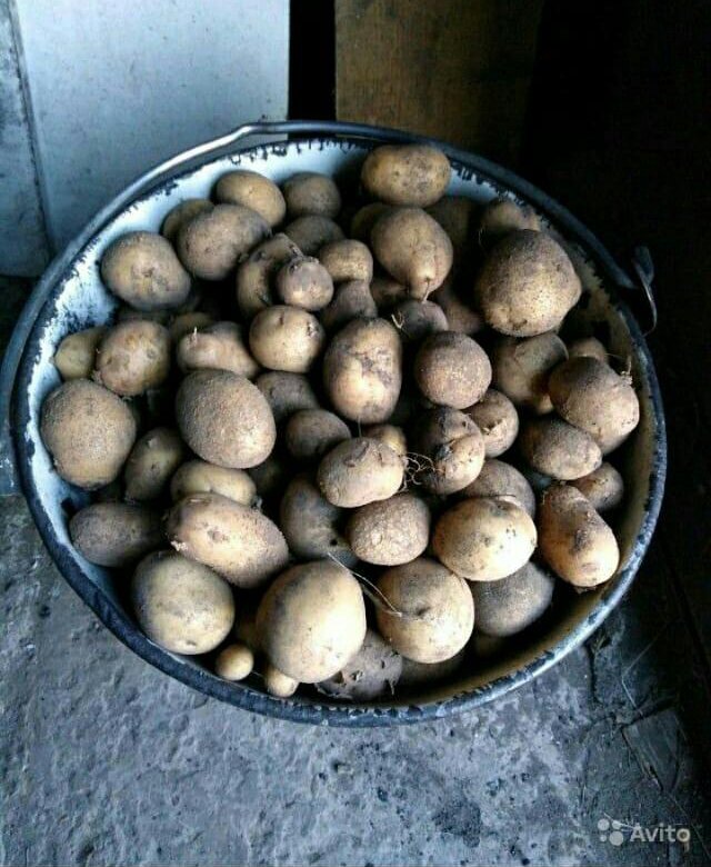 Мелкая картошка авито. Мелкая картошка. Мелкий картофель в ведре. Картофель мелкий ~ 1кг. Мелкая картошка мелкая.