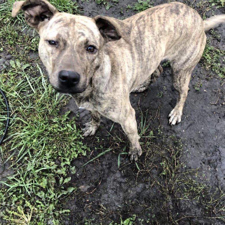 питбультерьер добрый. империя демонов питомник питбулей. отдам питбуль. питбуль в добрые руки. взрослый тигровый питбуль.