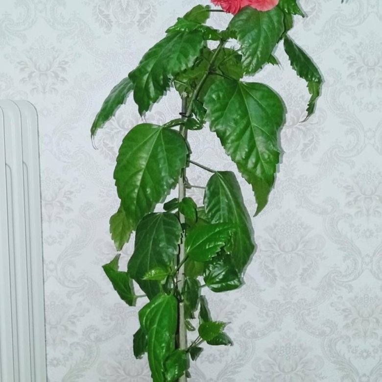 Гибискус Махровый Фото Комнатный