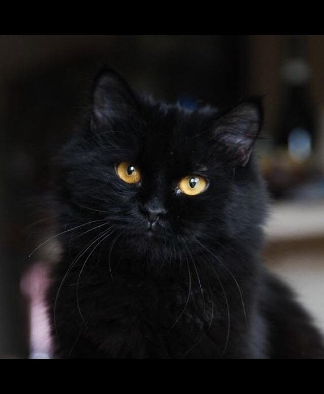 Черная кошка фото