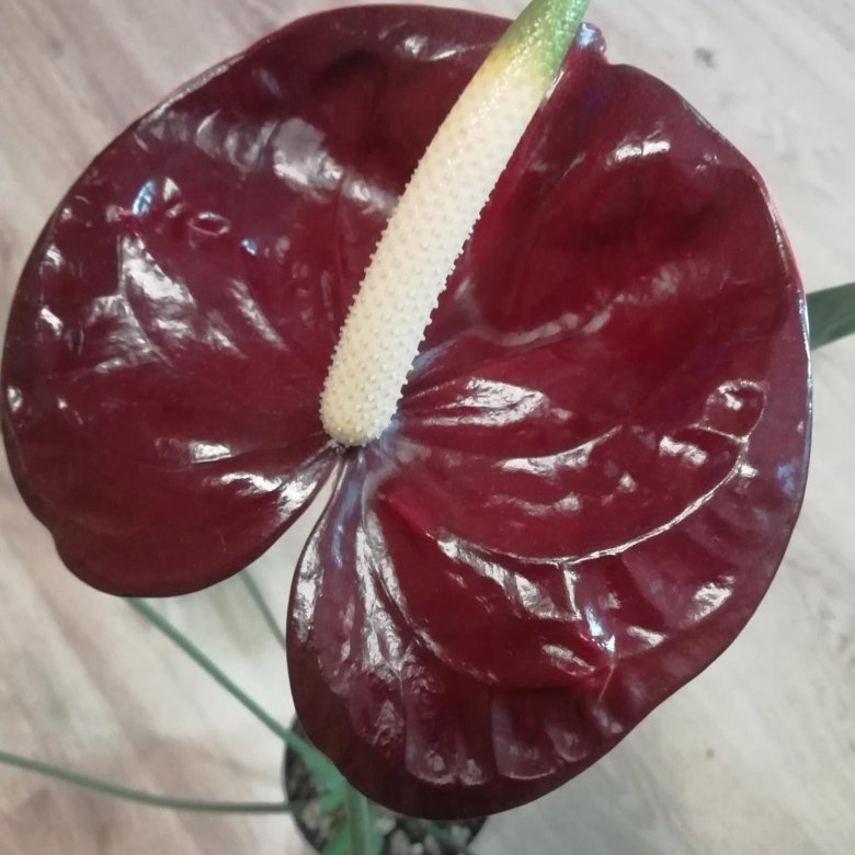 Антуриум эссенция фото. Антуриум Essencia. Антуриум Essencia эссенциа Anthurium. Антуриум сорт эссенция. Антуриум ред коралл.