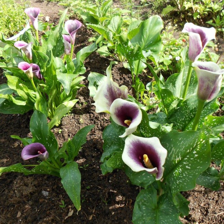 Калла пикассо. Калла луковицы клубни. Калла одесса. Авито луковицы каллы. Калла луковицы клубни.