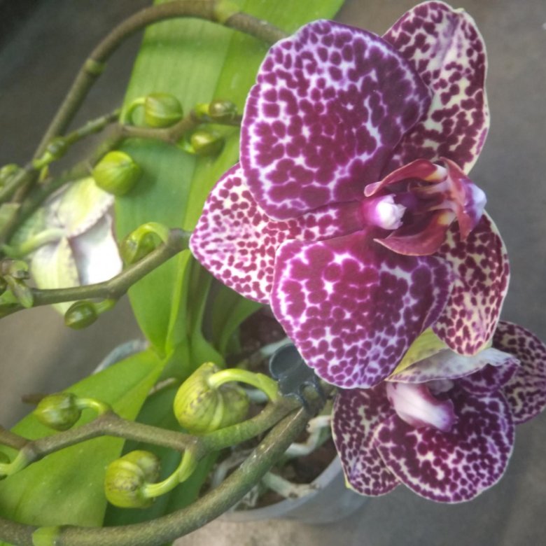 Орхидея дикий кот описание. Фаленопсис вилд Кэт. Фаленопсис Wild Cat 2 PP. Phalaenopsis ... 1-Tak Wildcat. Фаленопсис tabby Cat.