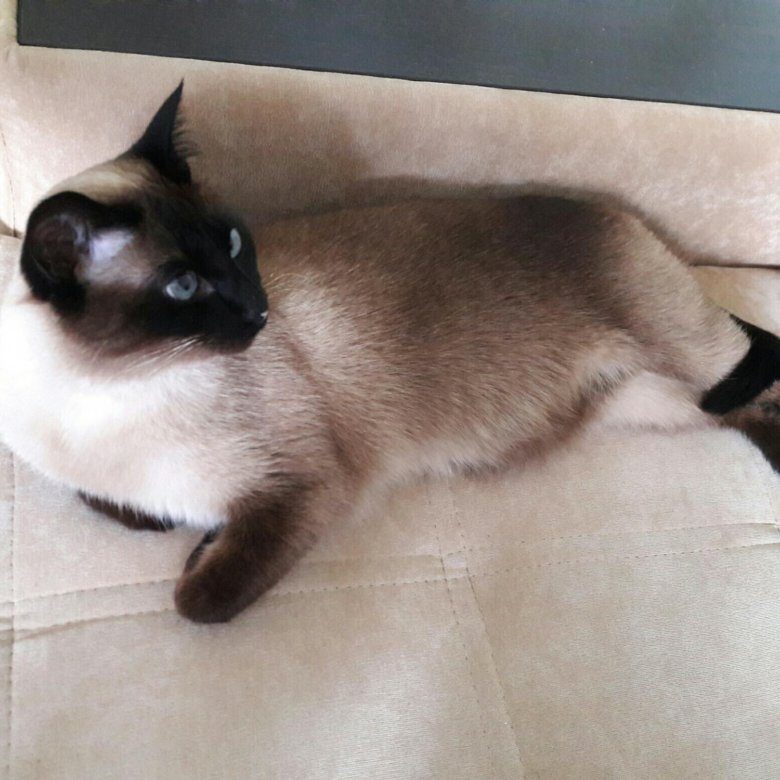 Тайская кошка цены