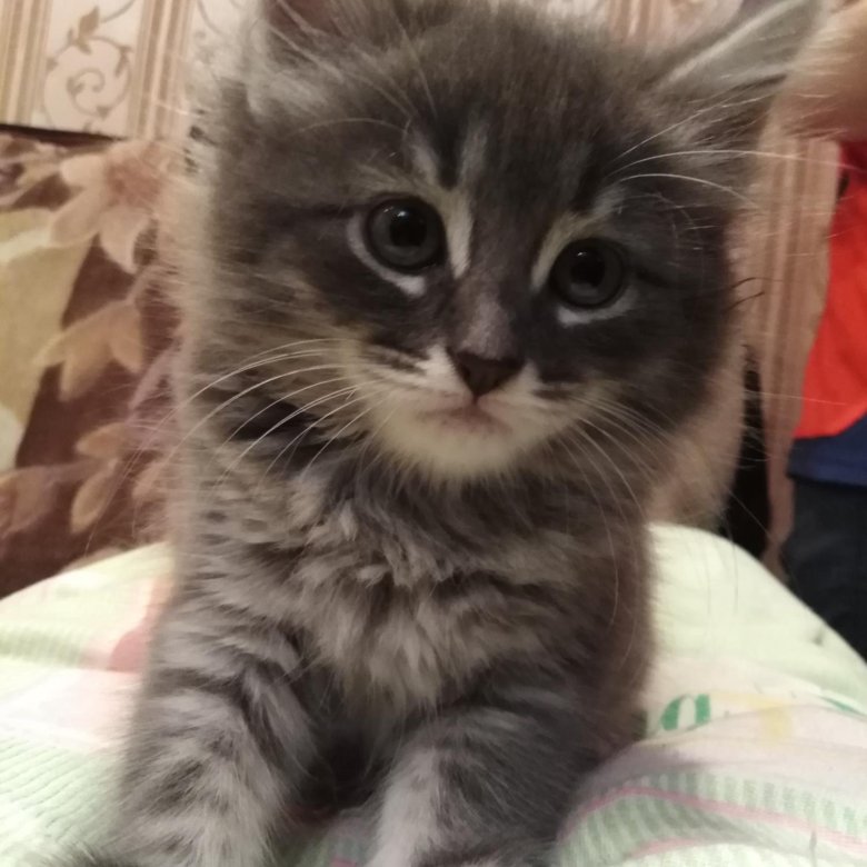 котята вислоухие ульяновск. отдам котят в добрые руки бесплатно оренбург. котята в добрые руки в ульяновске. бреды просмотреть вконтакте отдам в добрые руки котят просмотреть. котята ульяновск.