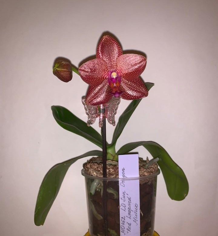 P ld. Фаленопсис Sun Dragon. Фаленопсис LD Sun Dragon. Phal. LD Sun Dragon "Red Leopard". Phalaenopsis LD Sun Dragon.