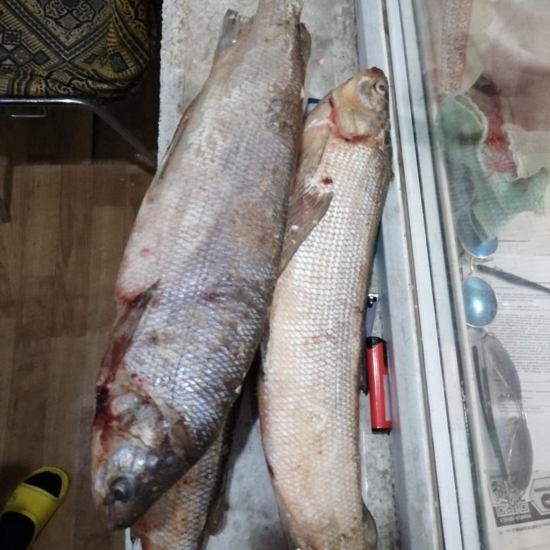 Чира Рыба Фото Цена