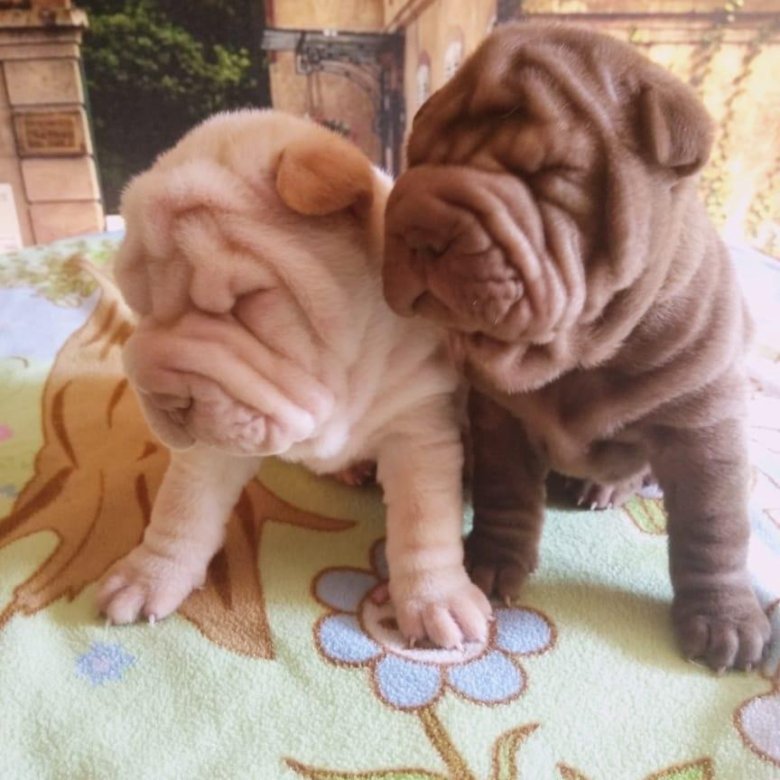 Мини шарпей щенки. Авито собака шарпей. Новорожденный шарпей шарпей щенок. Авито собака шарпей. Щенки шарпей+мастиф.