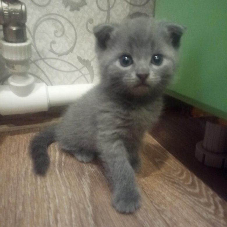 Купить Котенка В Саратове С Фото Авито