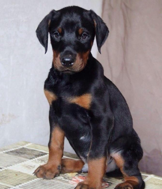 Doberman Pinscher - Loyal and Fearless en 2020 Perros, Galerías, Peritos