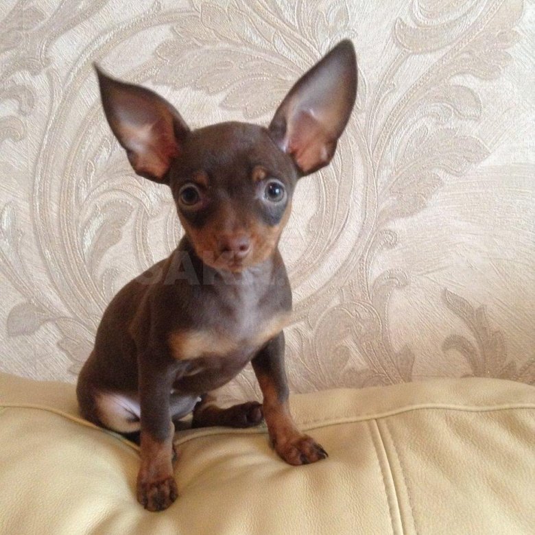 Пропал той-терьер, кобель, Чкаловский Форум неравнодушных людей