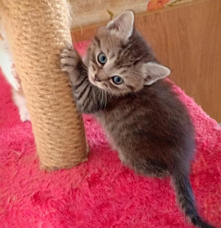 апатиты котята в добрые руки. котята в добрые руки в белгороде. добрые ручки краснотурьинск. котенок в дар в добрые руки белгород. белгород коты в добрые руки.